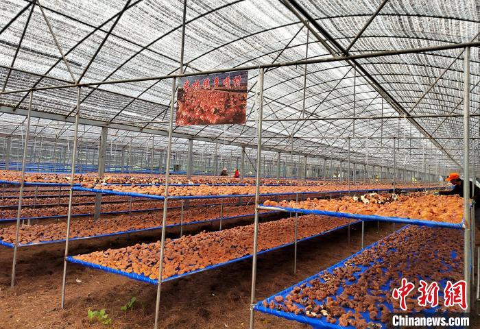 圖為紅太陽科技示范家庭農場采收的靈芝?！∑酱胪喙﹫D