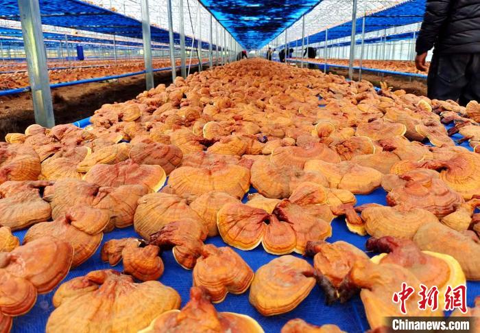 圖為紅太陽科技示范家庭農場采收的靈芝?！∑酱胪喙﹫D