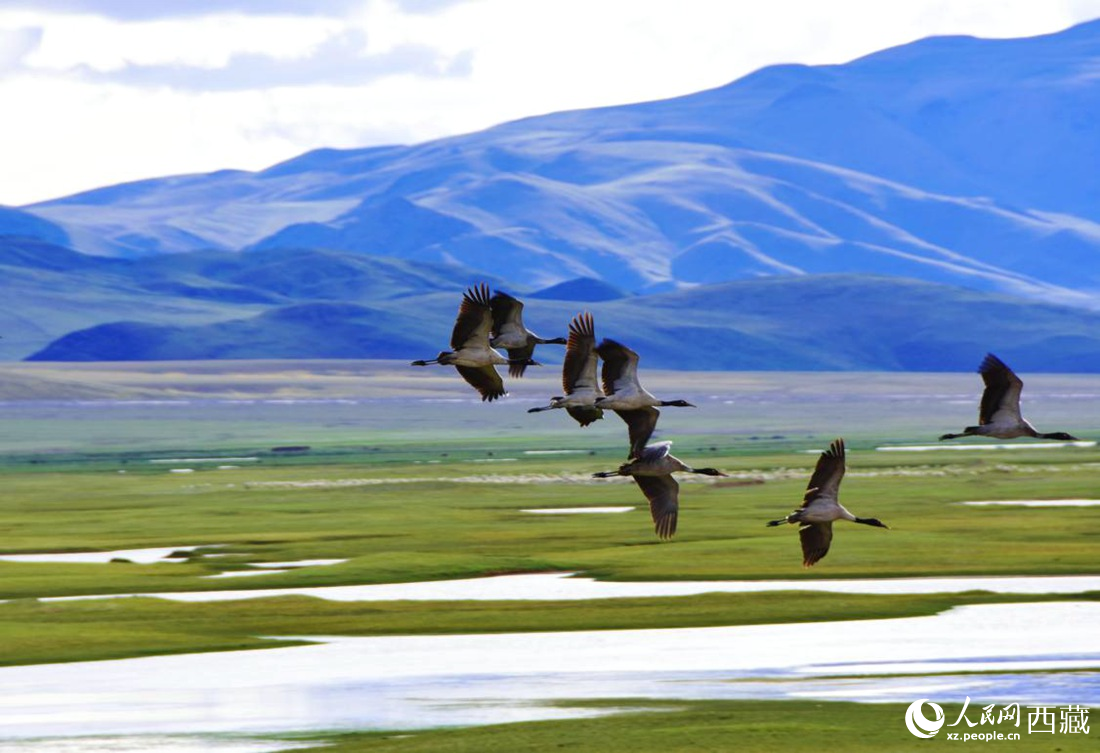 黑頸鶴在草原起舞。人民網(wǎng) 李海霞攝