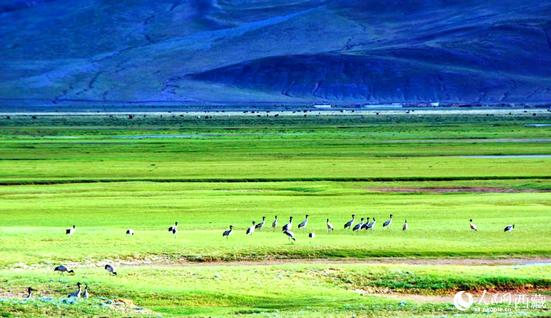 這個(gè)季節(jié)正是黑頸鶴繁殖季。人民網(wǎng) 李海霞攝