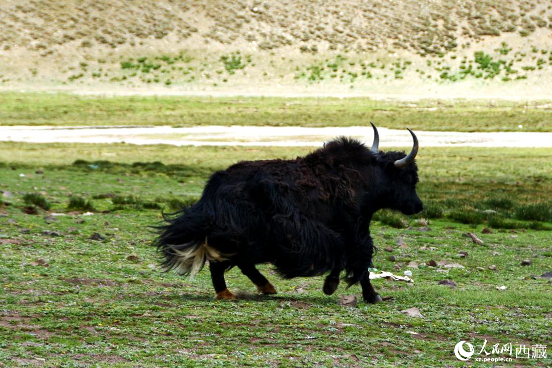 牦牛在草原撒歡兒。人民網(wǎng) 李海霞攝