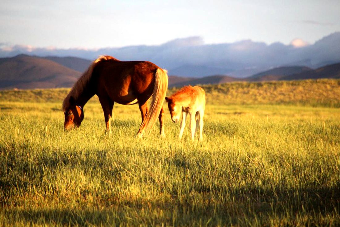 馬兒在草地上覓食。普布桑杰攝