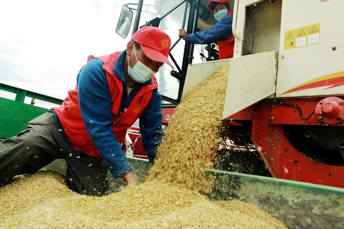 疫情之下，志愿者是田間最美的風景。洛克攝