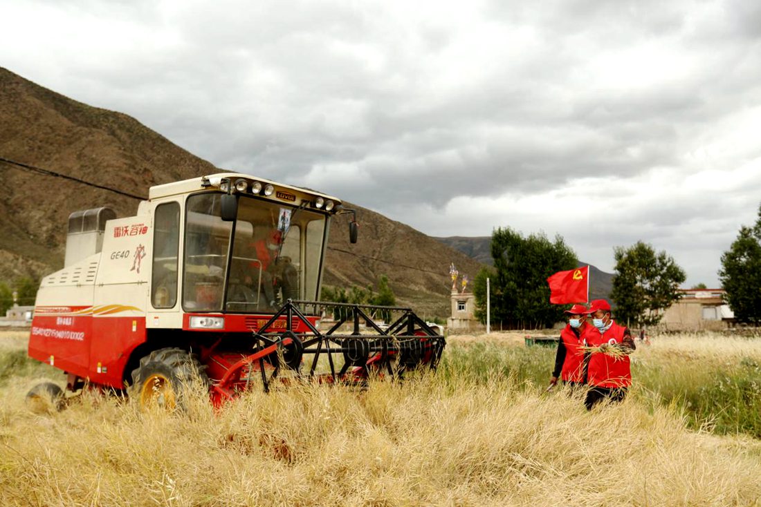陣陣機械的轟鳴聲傳來豐收的喜悅。洛克攝