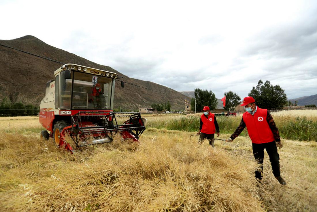 陣陣機械的轟鳴聲傳來豐收的喜悅。洛克攝