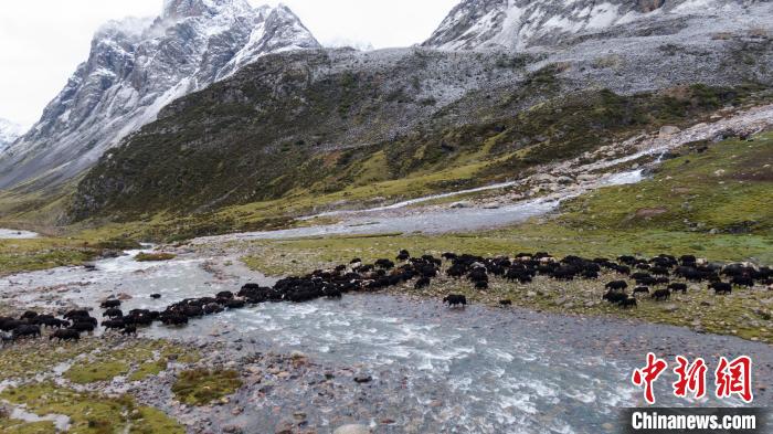 圖為轉場中的牦牛。　洛克 攝