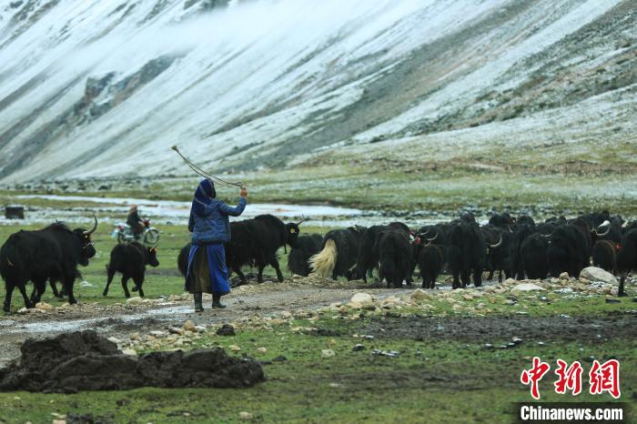 圖為牧民在趕牦牛。　洛克 攝