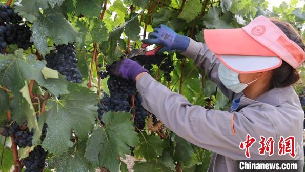 圖為當?shù)卮迕癫烧咸选!∩侥仙H湛h委宣傳部提供