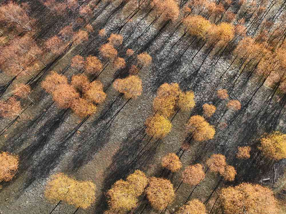 入冬時(shí)節(jié)，雅魯藏布江畔的樹林一片金黃。