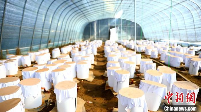 圖為靈芝套袋。　鄧巴 攝