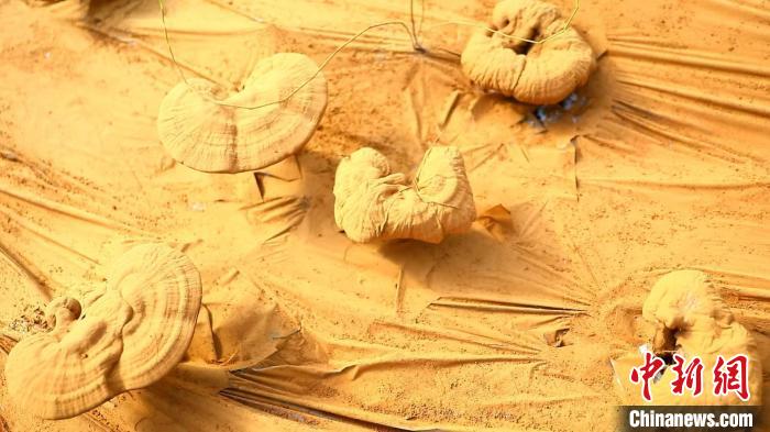 圖為靈芝基地內(nèi)孢子粉布滿塑料膜?！〉录?攝