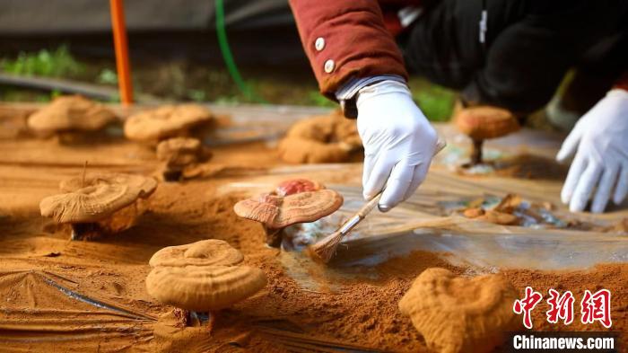 圖為農(nóng)民采收靈芝孢子粉。　德吉 攝