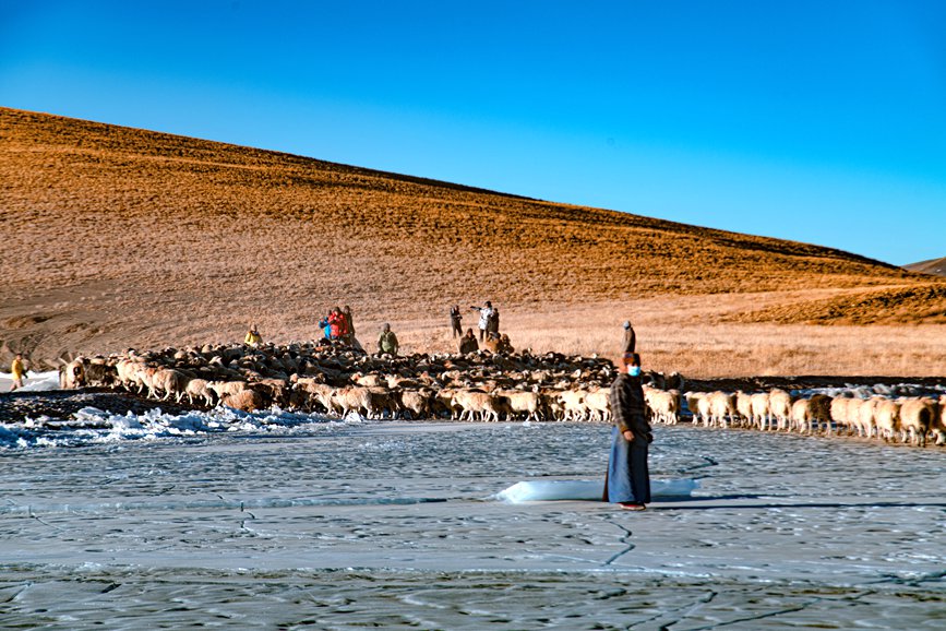 牧民趕著羊群，準備通過冰面。 覃穎華攝
