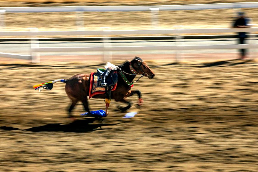 藏歷新年，精彩的馬術表演。張靜攝