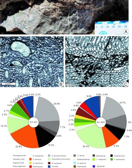 中國古生物學家在西藏發現3.9億年前生物礁