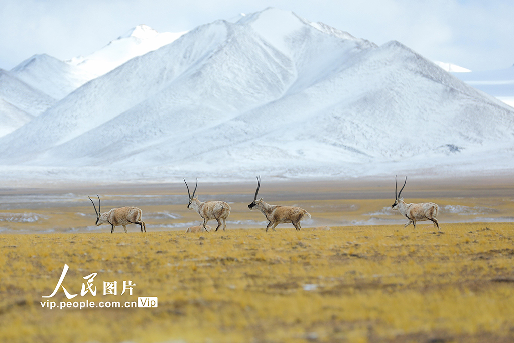 西藏阿里：野生動物悠閑覓食【2】