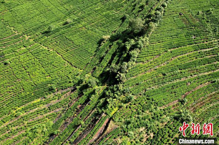圖為西藏林芝市墨脫縣果果塘大拐彎附近的茶田。(無人機照片) 李林 攝