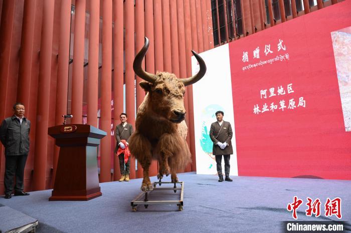 圖為阿里地區林草局捐贈的金絲野牦牛標本?！≮w朗 攝