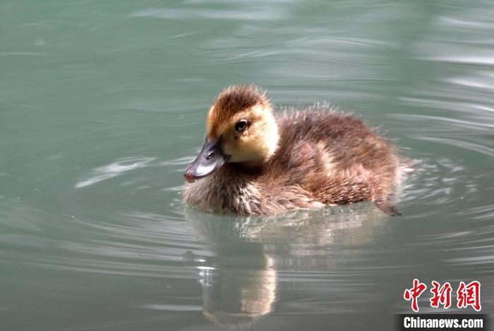 圖為6月22日，棲息在拉魯濕地的白眼潛鴨。　李林 攝