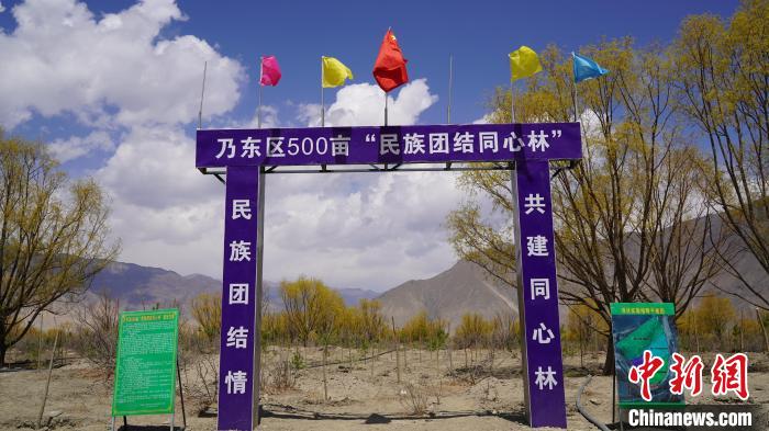 圖為“民族團結同心林”項目?！∧藮|融媒供圖