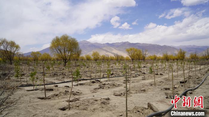 圖為位于乃東區雅魯藏布江河畔的“民族團結同心林”已初具雛形?！∧藮|融媒供圖