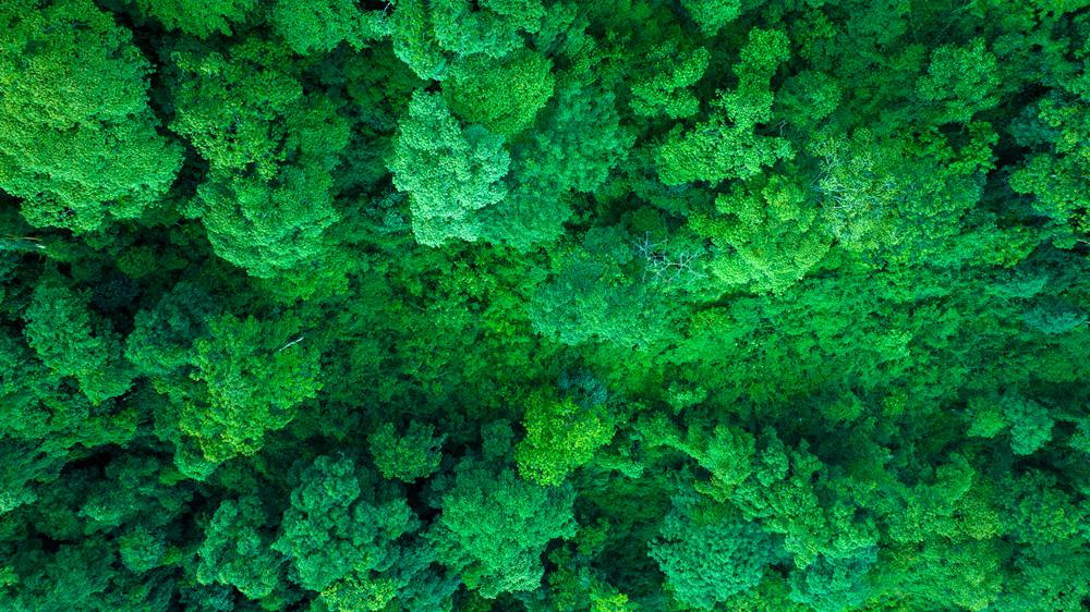 森林覆蓋率達到50%以上，滿目皆綠。益西曲批攝