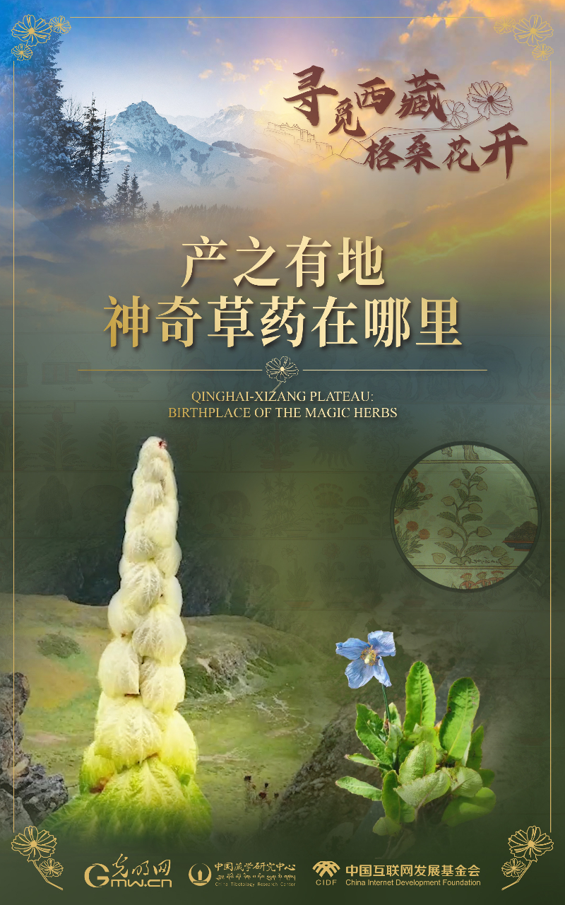 【尋覓西藏·格桑花開】產之有地：神奇草藥在哪里
