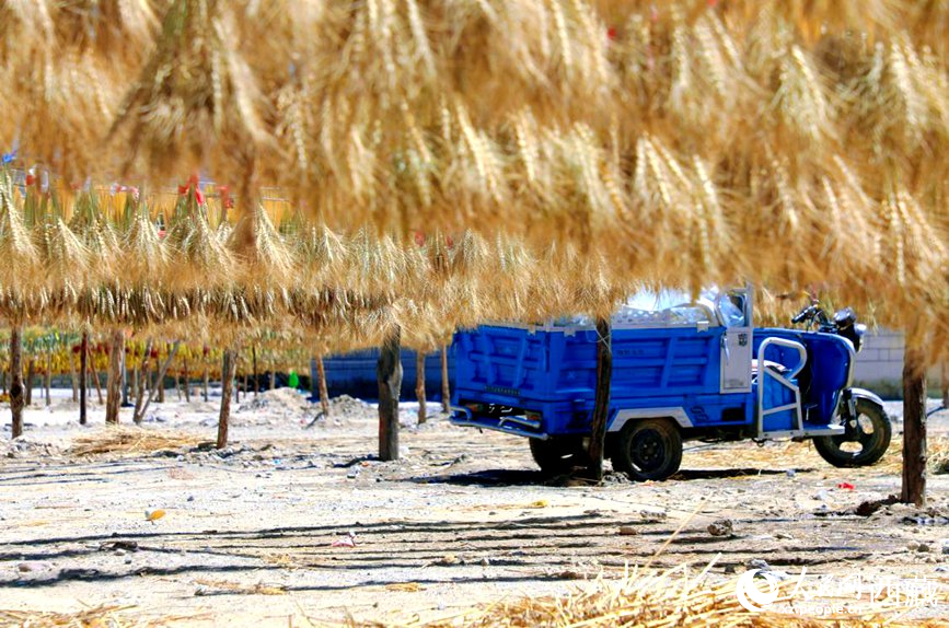 金燦燦的秋天，都是收獲。  人民網 李海霞攝