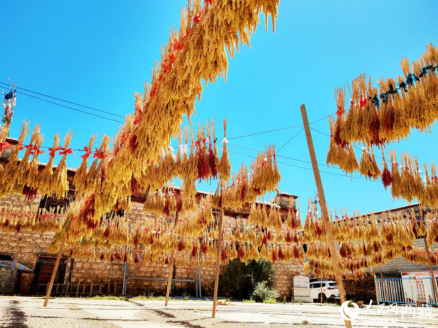 村子廣場上曬滿了糧食。 人民網 李海霞攝