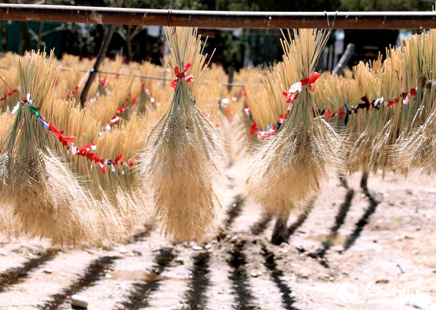 整個村莊沉浸在收獲的喜悅中。人民網 李海霞攝