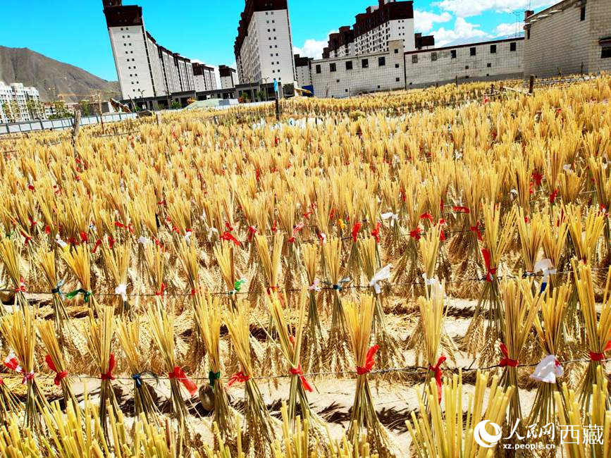 整個村莊沉浸在收獲的喜悅中。人民網 李海霞攝