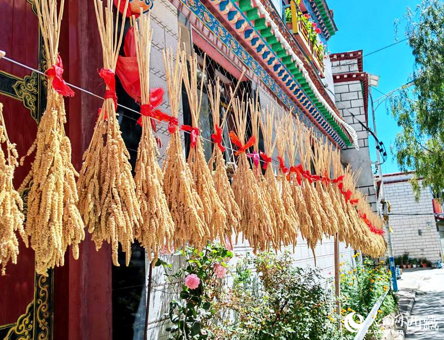 整個村莊沉浸在收獲的喜悅中。人民網 李海霞攝