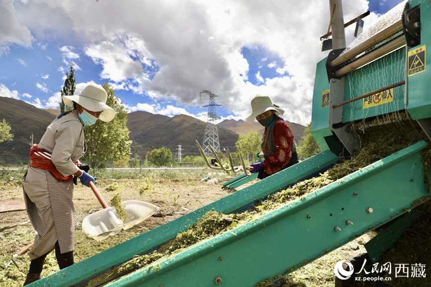 曲水茶巴拉村民正在包裝青飼玉米。人民網(wǎng)記者 次仁羅布攝