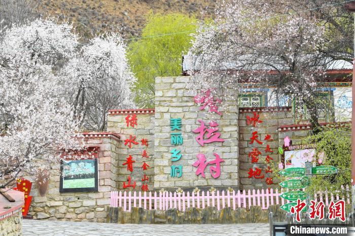 西藏林芝桃花節開幕人氣桃花村熱鬧迎客