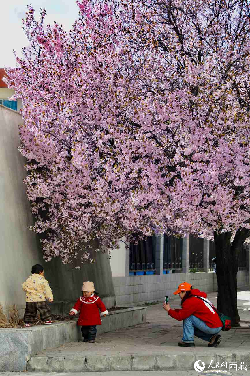 桃林下，拉薩市民游客樂享春光。人民網記者 次仁羅布攝