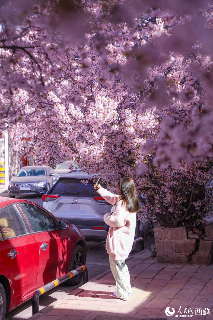 桃林下，拉薩市民游客樂享春光。人民網記者 次仁羅布攝