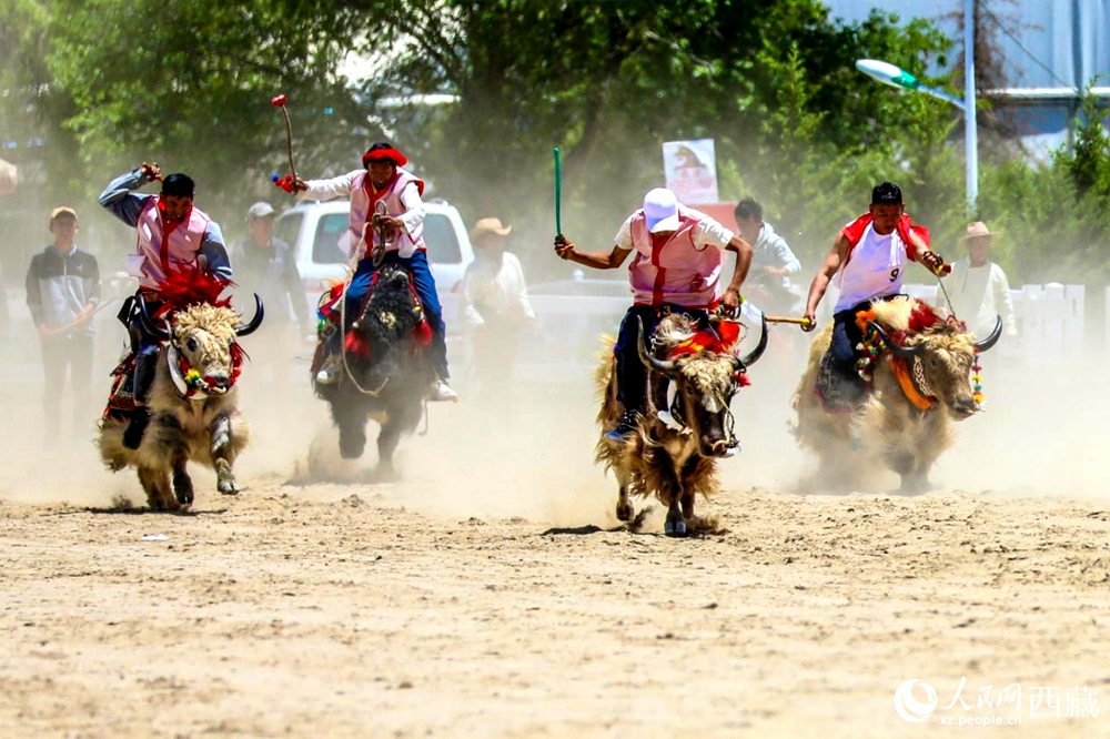拉薩首屆農牧民運動會上的賽牦牛比賽。