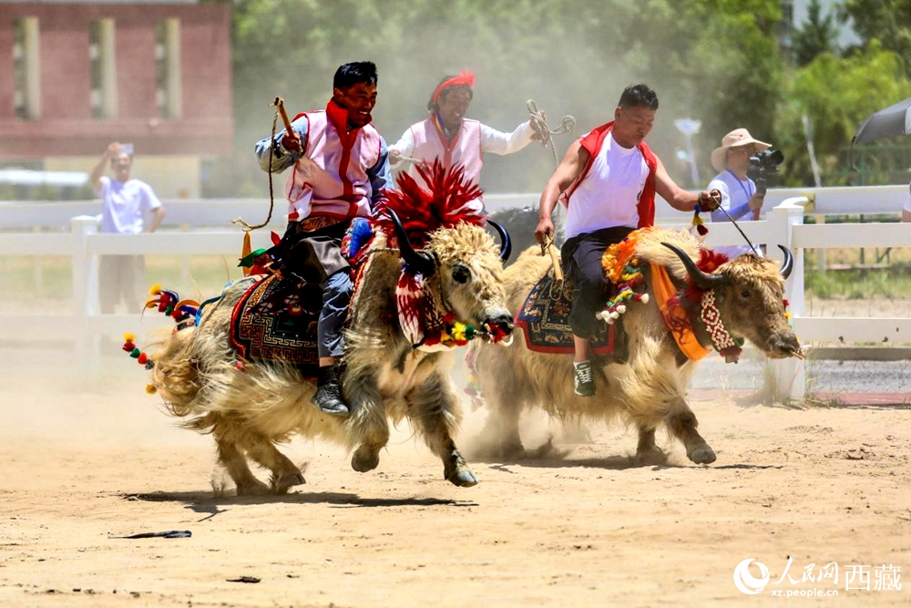 拉薩首屆農牧民運動會上的賽牦牛比賽。