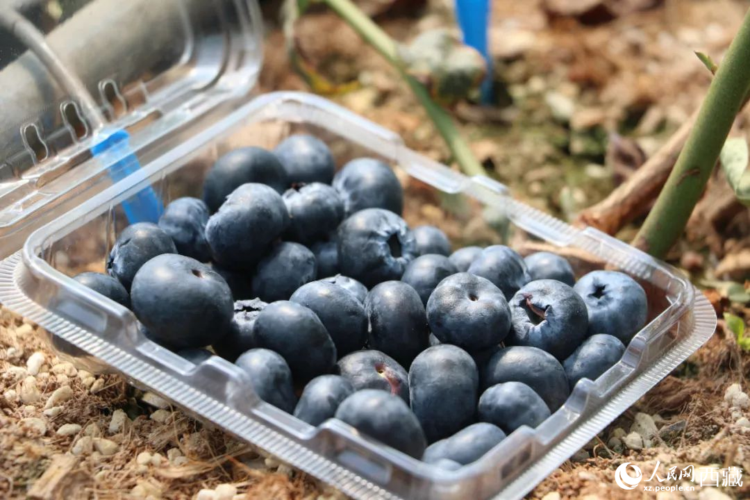 藍莓表面覆蓋著天然果霜。次仁龍布攝