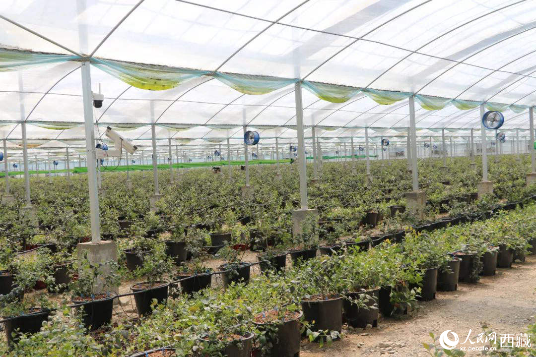 戈壁田園藍莓工業化種植基地。次仁龍布攝