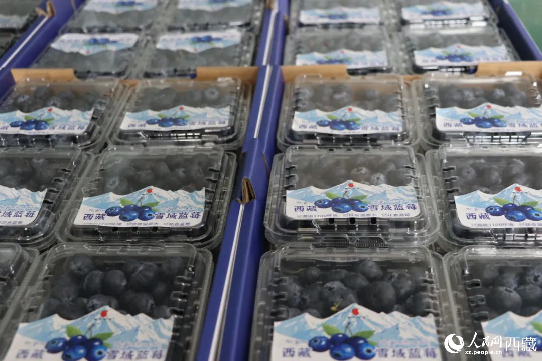 包裝好的藍莓。次仁龍布攝