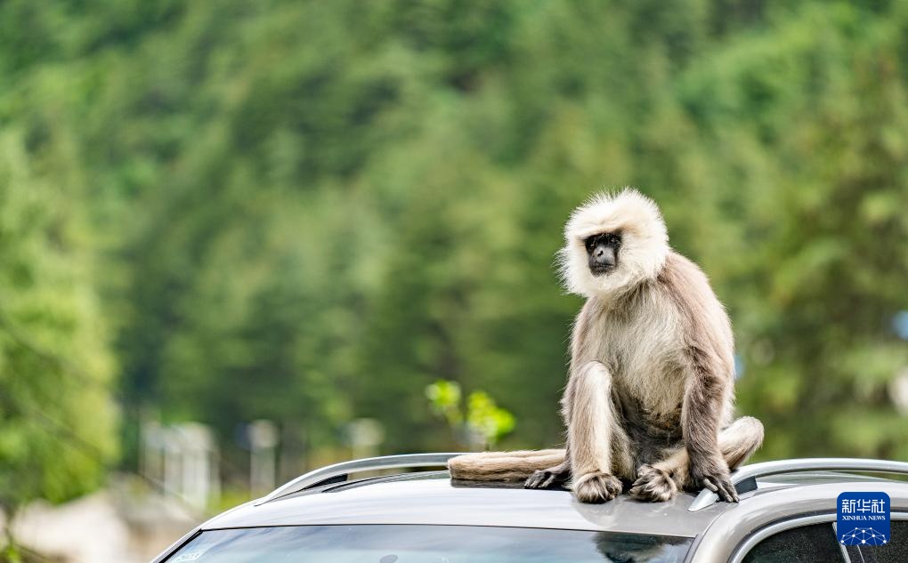西藏亞東：長尾葉猴下山“會(huì)客”