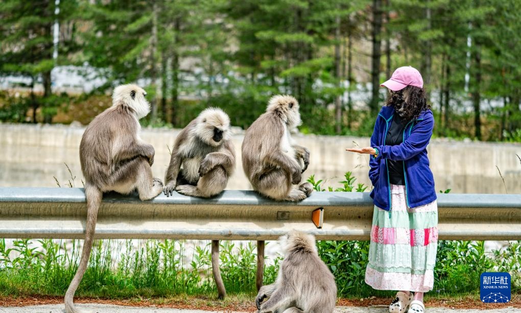 西藏亞東：長尾葉猴下山“會(huì)客”