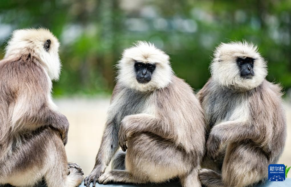 西藏亞東：長尾葉猴下山“會(huì)客”