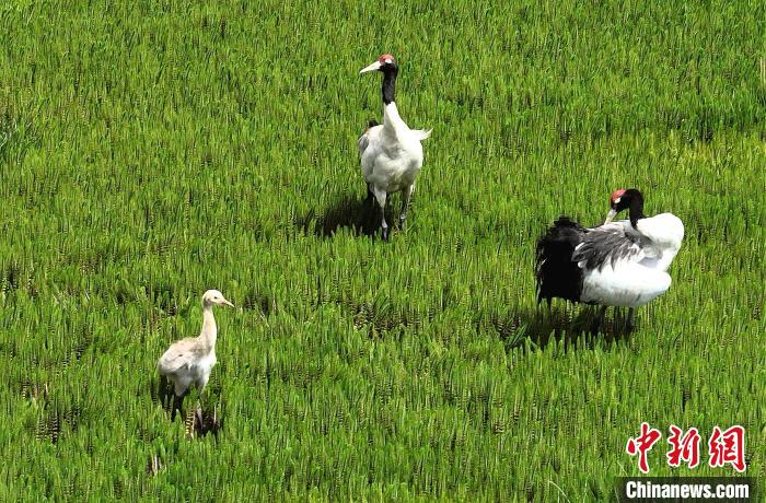 西藏申扎縣黑頸鶴一家悠閑覓食盡顯生態之美